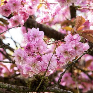 Meet your Posher, Kat